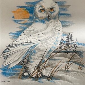 Snowy Owl Canadian Wildlife Art Print
